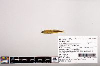 Notropis micropteryx image