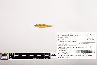 Notropis volucellus image