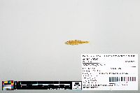 Notropis greenei image