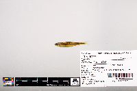 Notropis leuciodus image