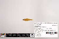 Notropis stramineus image
