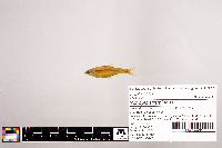 Notropis stramineus image