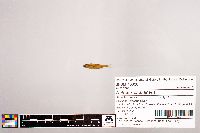 Notropis stramineus image