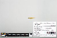 Notropis boops image