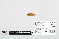 Lepomis cyanellus image