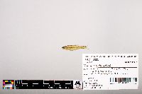 Notropis heterolepis image