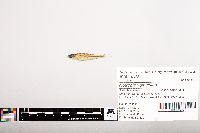 Notropis volucellus image