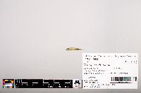 Notropis heterolepis image