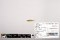Notropis heterolepis image