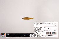 Notropis stramineus image
