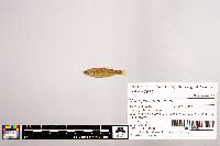 Notropis stramineus image