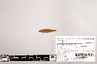 Notropis stramineus image