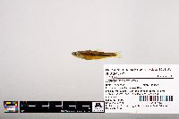 Notropis leuciodus image