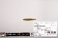 Notropis micropteryx image