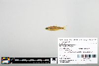 Notropis boops image