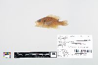 Lepomis cyanellus image