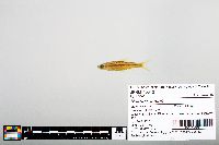 Notropis boops image