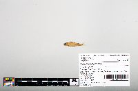 Notropis hudsonius image
