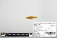 Notropis boops image