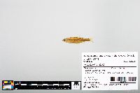 Notropis boops image