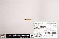 Image of Notropis perpallidus
