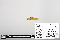 Notropis boops image
