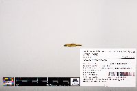 Notropis leuciodus image