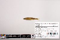 Notropis micropteryx image