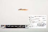 Noturus flavus image