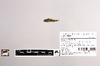 Cottus carolinae image