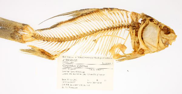Carpiodes image