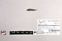 Cottus carolinae image