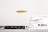 Notropis volucellus image