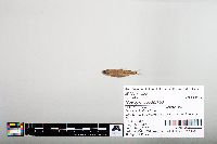 Notropis hudsonius image