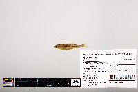Notropis leuciodus image