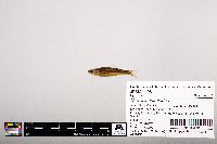 Notropis leuciodus image