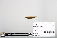 Notropis blennius image
