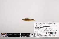 Notropis leuciodus image