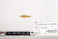 Notropis volucellus image