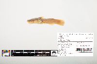 Noturus flavus image