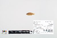 Lepomis cyanellus image