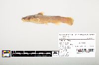 Noturus flavus image