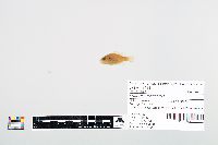 Lepomis cyanellus image