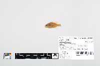 Lepomis cyanellus image