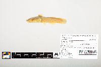 Noturus flavus image