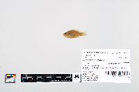 Lepomis cyanellus image