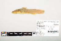Noturus flavus image