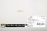 Noturus flavus image