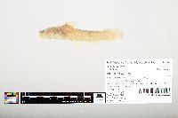 Noturus flavus image