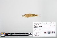 Notropis blennius image